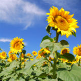 Hi-Oleic Sunflower Oil