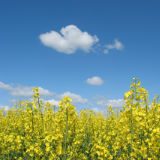 Australian Canola Oil