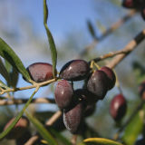 Australian Extra Virgin Olive Oil with Canola Oil