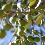 Olive Oil