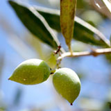 Olive Oil Bulk