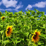 Sunflower Oil Australia